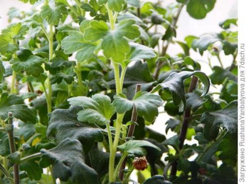 Хризантема мультифлора: зимовка в открытом грунте. Хризантема мультифлора. Эксперимент с зимовкой