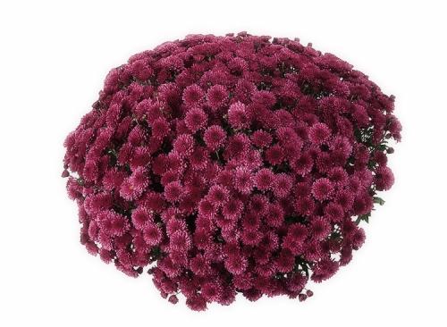 Хризантемы мультифлора посадка и уход в открытом грунте. Выращивание хризантем мультифлора: правила посадки и ухода