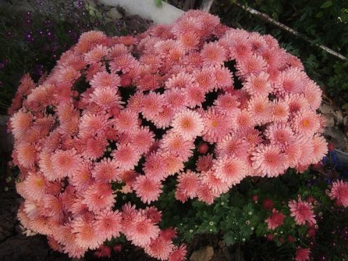 Хризантемы мультифлора посадка и уход в открытом грунте. Выращивание хризантем мультифлора: правила посадки и ухода