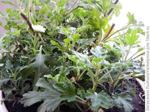 Хризантема мультифлора: зимовка в открытом грунте. Хризантема мультифлора. Эксперимент с зимовкой