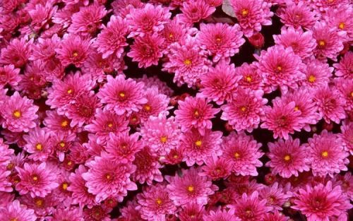 Хризантемы мультифлора посадка и уход в открытом грунте. Выращивание хризантем мультифлора: правила посадки и ухода