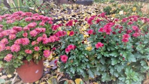 Хризантема мультифлора зимовка в горшке. Хризантема мультифлора в открытом грунте и в горшке. Как сохранить хризантему зимой