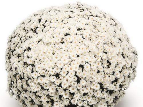 Хризантемы мультифлора посадка и уход в открытом грунте. Выращивание хризантем мультифлора: правила посадки и ухода