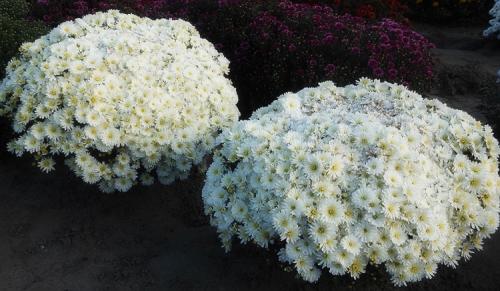 Хризантемы мультифлора посадка и уход в открытом грунте. Выращивание хризантем мультифлора: правила посадки и ухода