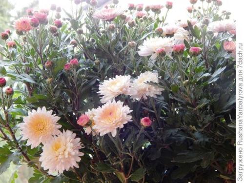 Хризантема мультифлора: зимовка в открытом грунте. Хризантема мультифлора. Эксперимент с зимовкой