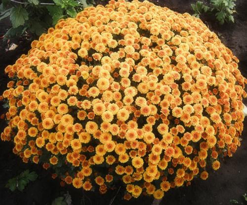 Хризантемы мультифлора посадка и уход в открытом грунте. Выращивание хризантем мультифлора: правила посадки и ухода