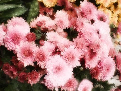 Хризантемы мультифлора посадка и уход в открытом грунте. Выращивание хризантем мультифлора: правила посадки и ухода