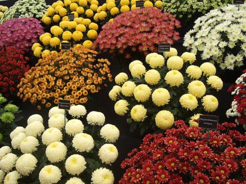 Хризантема мультифлора посадка осенью. Хризантема мультифлора - изящное совершенство