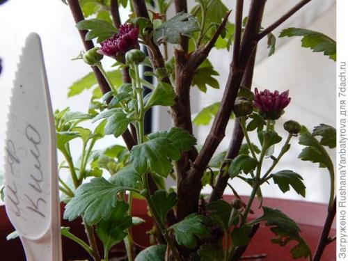 Хризантема мультифлора: зимовка в открытом грунте. Хризантема мультифлора. Эксперимент с зимовкой