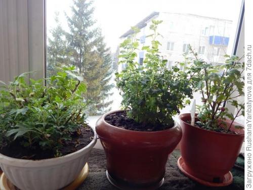 Хризантема мультифлора: зимовка в открытом грунте. Хризантема мультифлора. Эксперимент с зимовкой