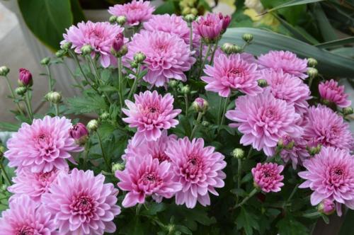 Хризантема мультифлора посадка осенью. Хризантема мультифлора - изящное совершенство