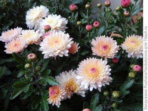 Хризантема мультифлора: зимовка в открытом грунте. Хризантема мультифлора. Эксперимент с зимовкой