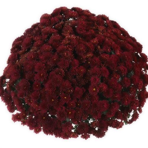 Хризантемы мультифлора посадка и уход в открытом грунте. Выращивание хризантем мультифлора: правила посадки и ухода