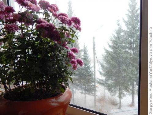 Хризантема мультифлора: зимовка в открытом грунте. Хризантема мультифлора. Эксперимент с зимовкой