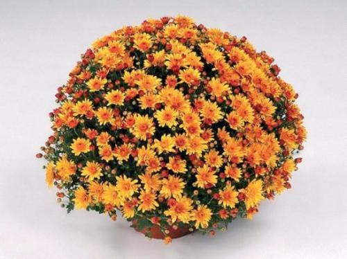 Хризантема мультифлора когда сажать. Хризантема мультифлора: посадка и уход