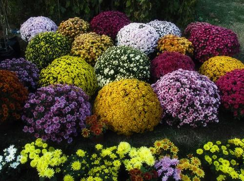 Хризантемы мультифлора посадка и уход в открытом грунте. Выращивание хризантем мультифлора: правила посадки и ухода