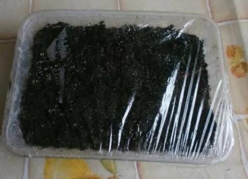 Какие условия нужно создать для выращивания Томат Дебют F1. Томат Дебют F1: характеристика в таблице, выращивание, 30+ фото, отзывы, сравнение