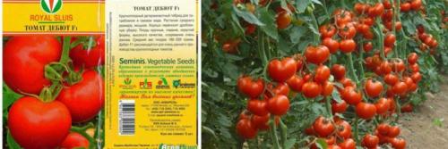 Какие условия нужно создать для выращивания Томат Дебют F1. Томат Дебют F1: характеристика в таблице, выращивание, 30+ фото, отзывы, сравнение