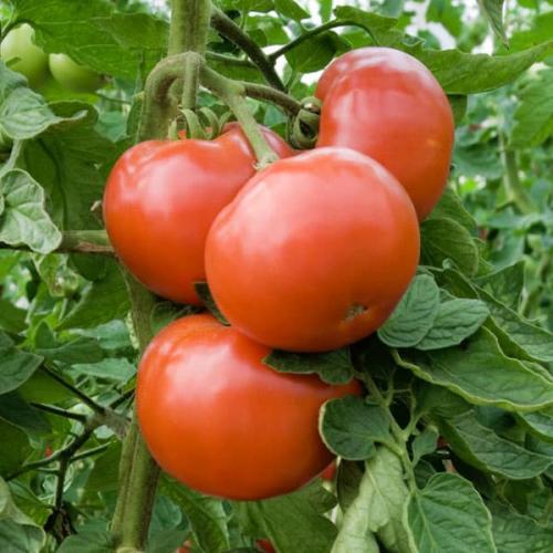 Как выращивать Томат Дебют F1. Дебют F1 — гибрид томатов из Голландии с ультраранним сроком созревания