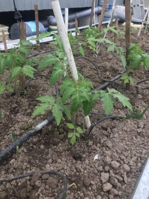 Какие условия нужно создать для выращивания Томат Дебют F1. Томат Дебют F1: характеристика в таблице, выращивание, 30+ фото, отзывы, сравнение