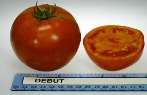 Какие условия нужно создать для выращивания Томат Дебют F1. Томат Дебют F1: характеристика в таблице, выращивание, 30+ фото, отзывы, сравнение
