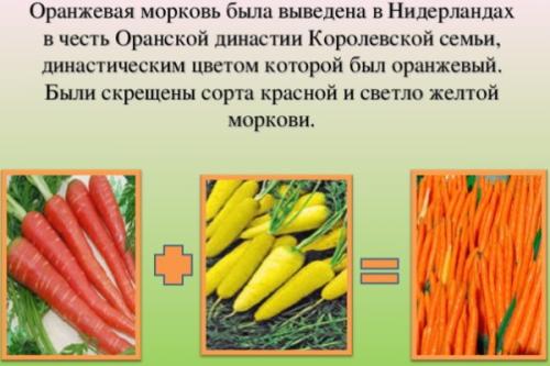 Где и когда появилась морковь