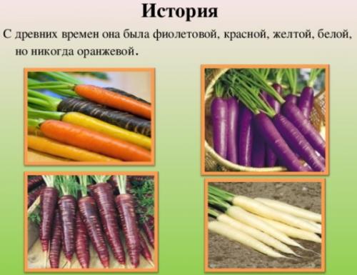 Где и когда появилась морковь