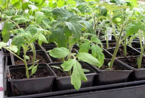 Что означает F1 в названии сорта томата Дебют F1. Томат Дебют F1: характеристика в таблице, выращивание, 30+ фото, отзывы, сравнение