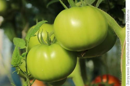 Томат президент. Президент в теплице рулит, или Классика томатного жанра...