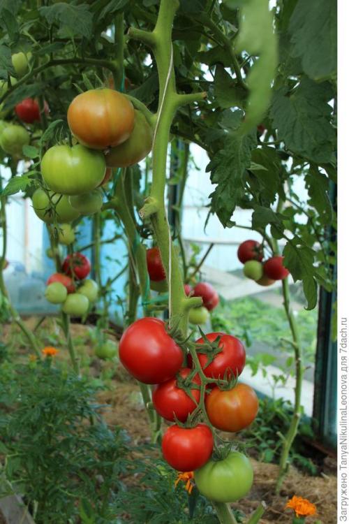 Томат президент. Президент в теплице рулит, или Классика томатного жанра...