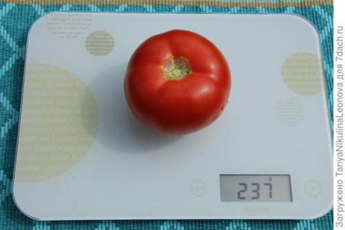 Томат президент. Президент в теплице рулит, или Классика томатного жанра...