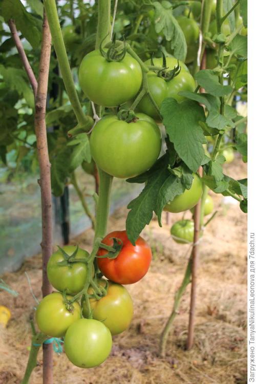 Томат президент. Президент в теплице рулит, или Классика томатного жанра...