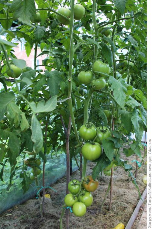 Томат президент. Президент в теплице рулит, или Классика томатного жанра...