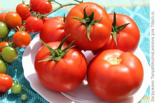 Томат президент. Президент в теплице рулит, или Классика томатного жанра...