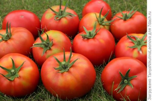 Томат президент. Президент в теплице рулит, или Классика томатного жанра...