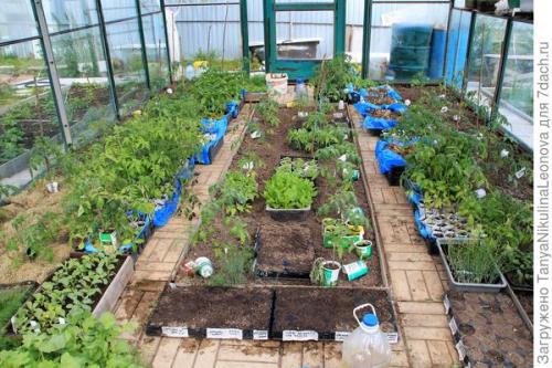 Томат президент. Президент в теплице рулит, или Классика томатного жанра...