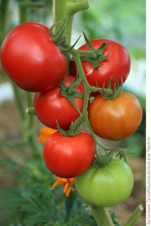 Томат президент. Президент в теплице рулит, или Классика томатного жанра...