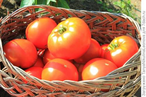 Томат президент. Президент в теплице рулит, или Классика томатного жанра...