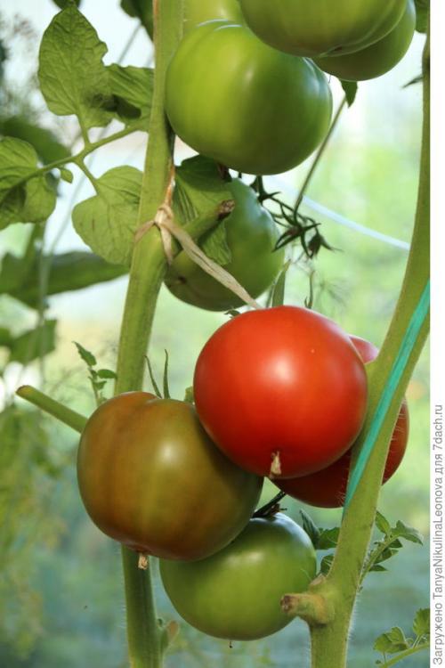 Томат президент. Президент в теплице рулит, или Классика томатного жанра...