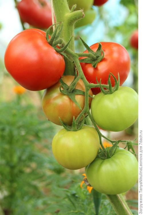 Томат президент. Президент в теплице рулит, или Классика томатного жанра...