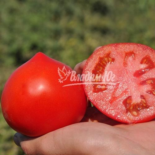 Томат КАСТА F1 / KASTA F1 CLAUSE 1000 шт