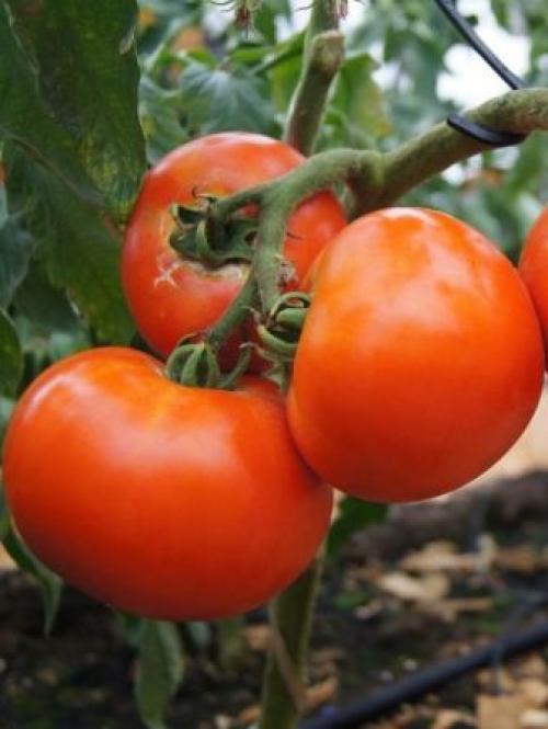 Сорт томата Дебют F1. Томат Дебют F1: отзывы огородников
