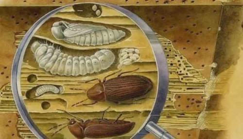 Какие недостатки имеют сказочные дома из дерева по сравнению с обычными домами. Минусы дома из дерева