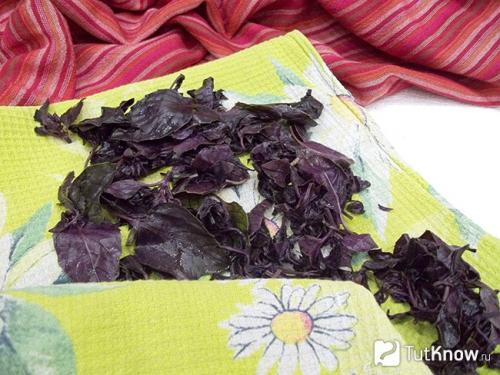 Куда можно добавлять базилик фиолетовый. Применение в лечебных целях 01