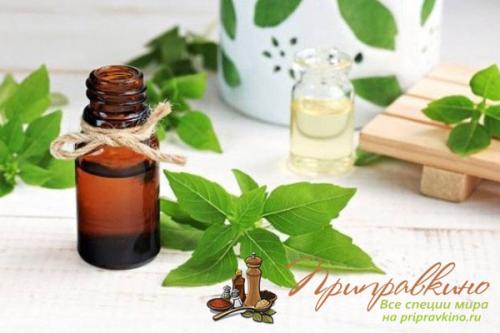 Базилик приправа куда добавлять. Ароматный базилик – благоухание, достойное королей