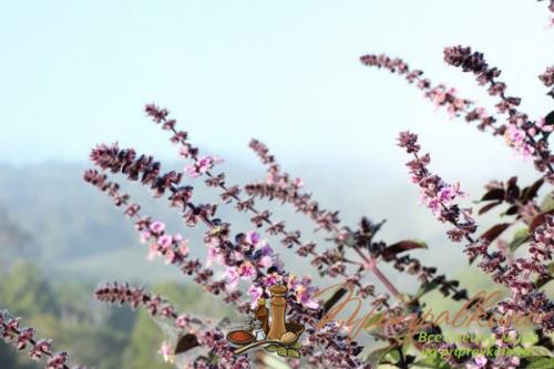 Базилик приправа куда добавлять. Ароматный базилик – благоухание, достойное королей