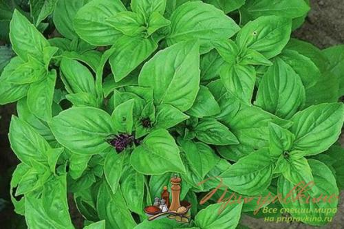 Базилик приправа куда добавлять. Ароматный базилик – благоухание, достойное королей