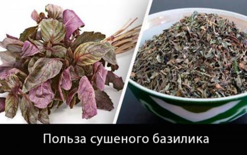Сушеный базилик в суп. Как расходовать запасы приправ — куда добавляют сушеный базилик
