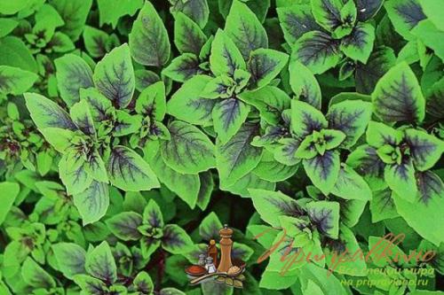 Базилик приправа куда добавлять. Ароматный базилик – благоухание, достойное королей