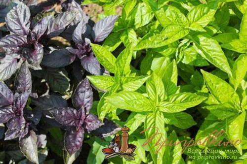 Базилик приправа куда добавлять. Ароматный базилик – благоухание, достойное королей